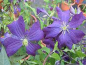 Preview: Clematis Galore TM Evipo032(N) 60-100 cm - Waldrebe/Klematis Galore