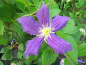 Preview: Clematis Galore TM Evipo032(N) 60-100 cm - Waldrebe/Klematis Galore