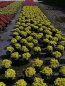 Preview: Berberis thunbergii "Tiny Gold" (R) 15-20 Gelbe Zwergberberitze