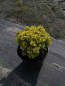 Preview: Berberis thunbergii "Tiny Gold" (R) 15-20 Gelbe Zwergberberitze