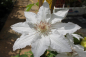 Preview: Clematis Hyde Hall®™ Evipo009(N) (60-100 cm) Waldrebe große Blüte