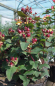 Preview: Hypericum inodorum Magical Universe - Johanniskraut Magical Universe - Mannsblut - 40-60 cm