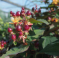 Preview: Hypericum inodorum Magical Universe - Johanniskraut Magical Universe - Mannsblut - 40-60 cm