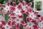 Preview: kalmia latifolia galaxy