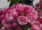Preview: kalmia latifolia ostbo red