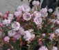 Preview: kalmia latifolia peppermint