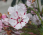 Preview: kalmia latifolia peppermint