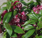Preview: kalmia latifolia yankee doodle