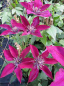Preview: Clematis "Picardy" TM Evipo024(N) (60-100 cm) Waldrebe/Klematis