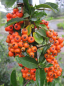 Preview: Pyracantha Orange Glow - Feuerdorn -  60-100