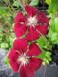 Preview: Clematis "Rebecca"TM Evipo016 (N) (60-100 cm) Waldrebe/Klematis