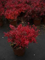 Preview: Berberis thunbergii Atropurpurea Nana (20-25 cm) Rote Zwergberberitze