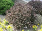 Preview: Berberis thunbergii Atropurpurea Nana (20-25 cm) Rote Zwergberberitze
