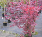 Preview: roter Faecherahorn