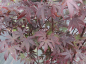 Preview: Acer palmatum purpureum