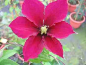 Preview: Clematis "Rosemoor" TM Evipo002(N) (60-100 cm) Waldrebe/Klematis