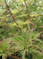 Preview: Acer palmatum Emerald Lace -  japanischer Schlitzahorn