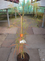 Preview: Acer palmatum Koto- no- ito