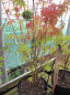 Preview: Japanischer Faecherahorn -  Acer palmatum Phoenix