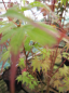 Preview: Acer palmatum Phoenix  -  Japanischer Faecherahorn
