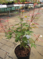 Preview: japanischer Faecherahorn Redwine