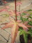 Preview: bronzefarbenes Blatt des Acer