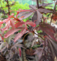 Preview: japanischer Faecherahorn - Acer palmatum Skeeters Broom
