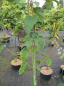 Preview: Acer tegmentosum - White Tigress - koreanischer Schlangenhaut-Ahorn