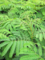 Preview: Albizia julibrissin Ombrella - Seidenakazie