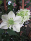 Preview: Clematis florida " Alba Plena " (60-100 cm) Waldrebe/Klematis