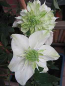 Preview: Clematis florida " Alba Plena " (60-100 cm) Waldrebe/Klematis