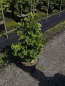 Preview: Ginkgo biloba Simon - Fächerblattbaum -  50-60