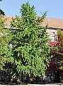 Preview: Ginkgo biloba  - Fächerblattbaum Elefantenohrbaum Entenfußbaum - 250-300