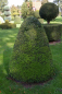 Preview: Buxus sempervirens arborescens Kegel - Buchsbaum -  120