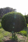 Preview: Buxus sempervirens arborescens  Kugel auf Stamm  - Buchsbaum - 30