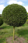Preview: Buxus sempervirens arborescens  Kugel auf Stamm - Buchsbaum -  55