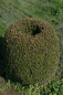 Preview: Buxus sempervirens arborescens Form  Olive - Buchsbaum -  60-70