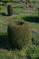 Preview: Buxus sempervirens arborescens Form  Olive - Buchsbaum -  60-70