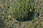 Preview: Buxus sempervirens arborescens Form  Olive - Buchsbaum -  60-70