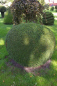Preview: Buxus sempervirens arborescens Form Kugel - Buchsbaum -  90-100