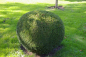 Preview: Buxus sempervirens arborescens Form Kugel - Buchsbaum -  90-100