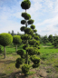 Preview: Chamaecyparis lawsoniana Stardust Bonsai  - Gelbe Gartenzypresse - 300-350