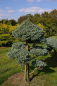 Preview: Chamaecyparis pisifera Boulevard Bonsai - Silberzypresse - 100x70