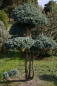 Preview: Chamaecyparis pisifera Boulevard Bonsai - Silberzypresse - 100x70