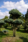 Preview: Chamaecyparis pisifera Boulevard Bonsai - Silberzypresse - 100x70