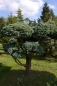 Preview: Chamaecyparis pisifera Boulevard Bonsai - Silberzypresse - 120x110