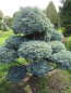 Preview: Chamaecyparis pisifera Boulevard Bonsai  - Grüne Zwergfadenzypresse - 180x170
