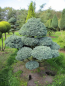 Preview: Chamaecyparis pisifera Boulevard Bonsai  - Grüne Zwergfadenzypresse - 180x170
