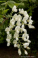 Preview: Wisteria "venusta alba" (125-150 cm) Blauregen