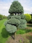 Preview: Chamaecyparis pisifera Boulevard Bonsai - Grüne Fadenzypresse - 275x140cm